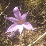 Crocus sativus 花