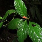 Aphelandra golfodulcensis Leaf