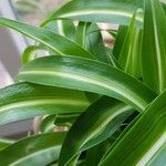 Chlorophytum comosum 葉