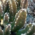 Stapelia grandiflora Leaf