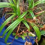 Phragmipedium longifolium Hoja