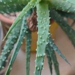 Aloe humilis Hoja