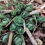 Hylotelephium anacampseros Leaf