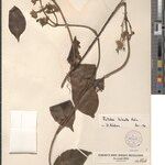 Rutidea hirsuta Sonstige