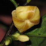 Diospyros bipindensis Flor
