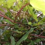 Leea guineensis Fruit