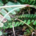 Poa bulbosa Leaf