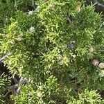 Juniperus monosperma Folha