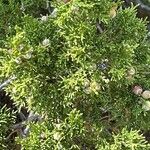 Juniperus monosperma Liść