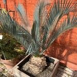 Encephalartos lehmannii ഇല