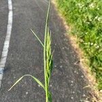 Bromus commutatus Leaf