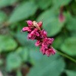 Bistorta amplexicaulis Floare