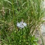 Jasione bulgarica Flor