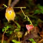 Lepanthes wendlandii Flower