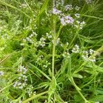 Valeriana eriocarpa Leaf