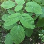 Aralia cordata Φύλλο