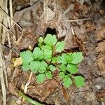 Cardamine chelidonia 葉