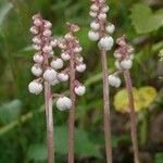 Pyrola minor Flower