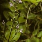 Scutellaria serrata Habitus