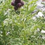 Cirsium appendiculatum