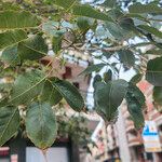 Handroanthus heptaphyllus Folha