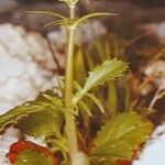 Valeriana calcitrapae Habitus