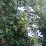 Plumbago zeylanicaЦветок