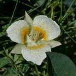 Calochortus subalpinus Fleur