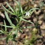 Euploca tenella Habitus