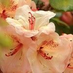 Rhododendron maximum Fleur