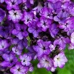 Heliotropium arborescens Cvet