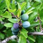 Prunus spinosa Fruit