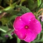 Phlox drummondii Flower