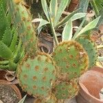 Opuntia aciculata Ліст