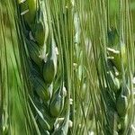 Triticum turgidum Floare