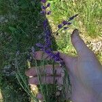 Polygala nicaeensis Libunga