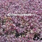 Alternanthera brasiliana花