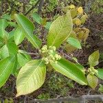 Viburnum nudum Leaf