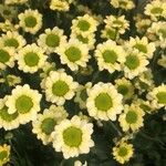 Chrysanthemum indicum Flor