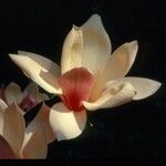 Magnolia fraseri फूल