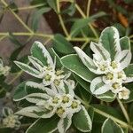 Euphorbia marginata Blomst