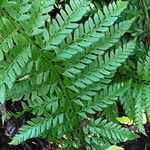 Polystichum aculeatum Blad