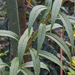 Solidago canadensis 葉