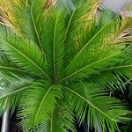 Cycas revolutaFolla