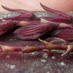 Acianthera pubescens Otro