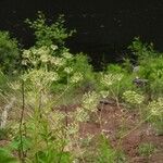 Aralia hispida Flower