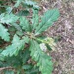 Quercus petraea Leaf