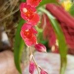 Rodriguezia lanceolata Flower