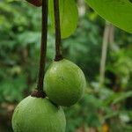 Monodora myristica Fruit