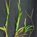 Paspalum conjugatum Other